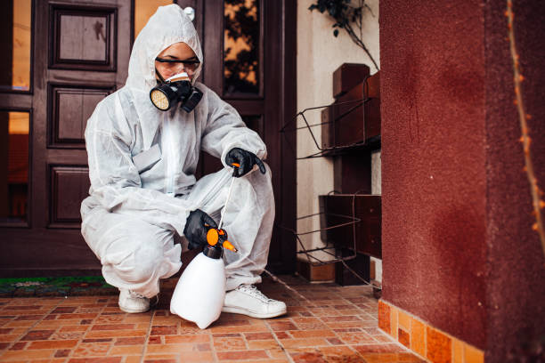 Reliable Wasp Removal contractor in Hayward, CA by Show Me Pest Control